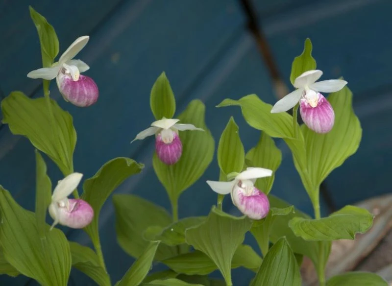 Obuwik królewski może stać się najwspanialszą ozdobą ogrodu