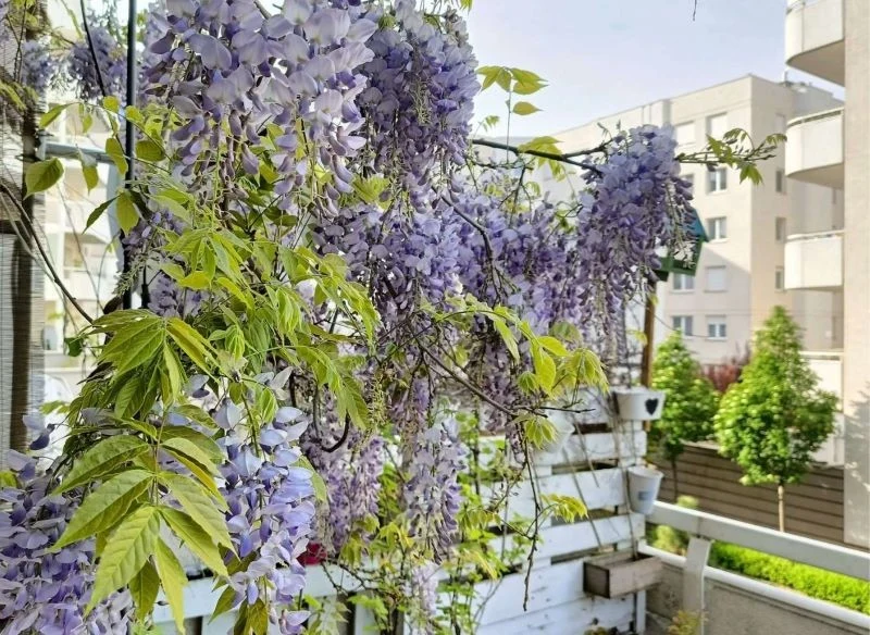 Jej liliowe kwiaty to wyjątkowa ozdoba tarasu i balkonu