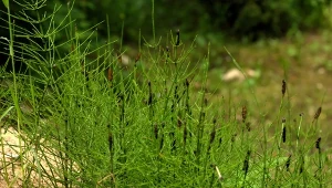Gdy skrzyp polny mocno zakorzenia się w ziemi, bardzo trudno go usunąć. Nie jest to jednak niemożliwe, pewne zabiegi bywają bardzo skuteczne. Wypróbuj jeden z nich w warzywniku.
