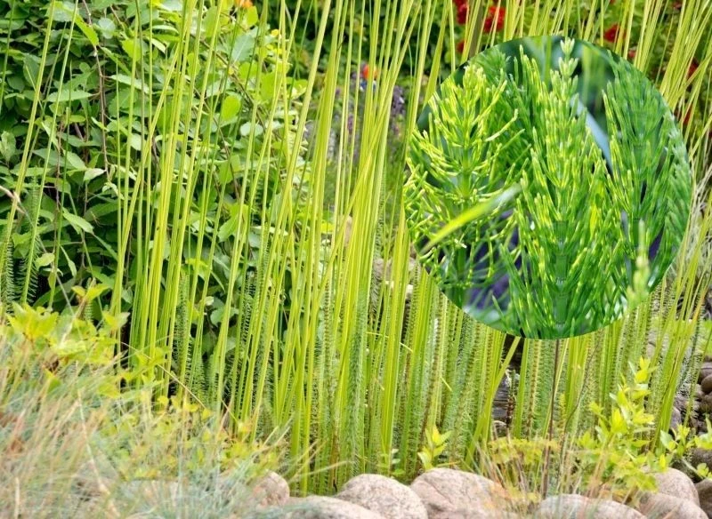 Skrzyp lubi tereny wilgotne, a także miejsca o wysokiej kwasowości gleby