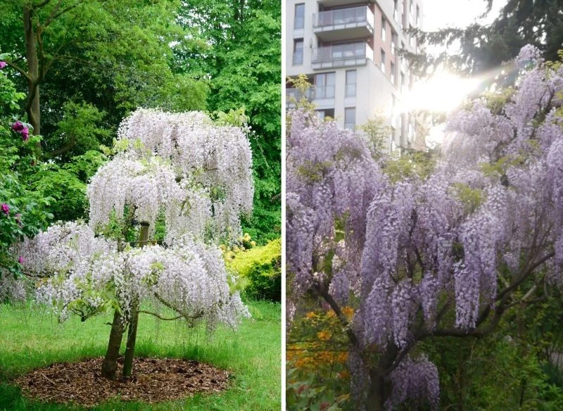 Chcesz poprowadzić glicynię jak drzewo lub bonsai
