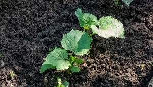 Doczekamy się obfitych plonów ogórków, jeśli przed siewem przygotujemy prostą zaprawę.