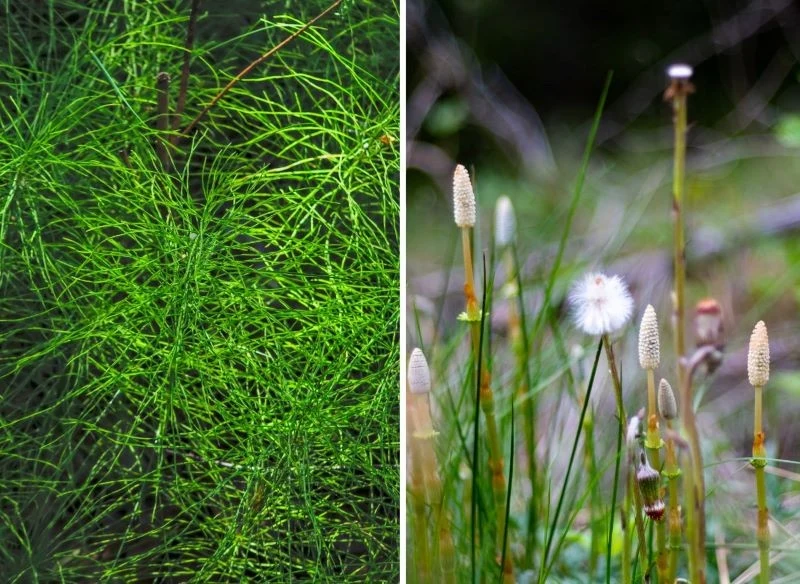 Usuwanie skrzypu z trawnika czy grządki to mozolne zajęcie, dlatego ogrodnicy podpowiadają, aby pielenie wspomagać wapnowaniem