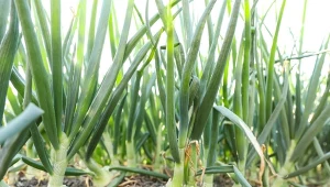 Sól daje parasol ochronny przed chorobami i stymuluje wzrost cebuli. Jak ją wykorzystać w uprawie?