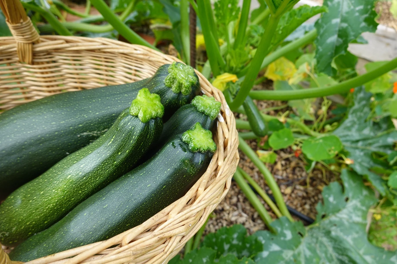 Uprawa cukinii zajmuje sporo słonecznego miejsca