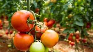 Ściółkowanie pomidorów tekturą niesie za sobą pewne ryzyka, które nie zawsze są od razu widoczne. Fot.Esin Deniz/ 123RF.com