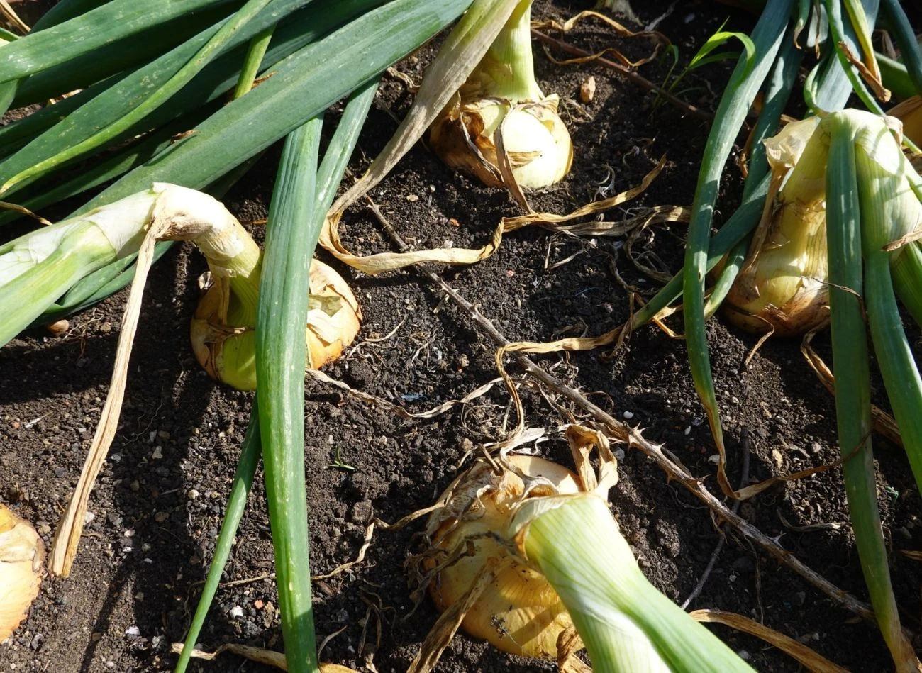 Jak skutecznie wykorzystać sól w uprawie cebuli