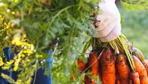 Wysiew późnych odmian marchwi. Jak przygotować ziemię, która odmiana jest najlepsza?