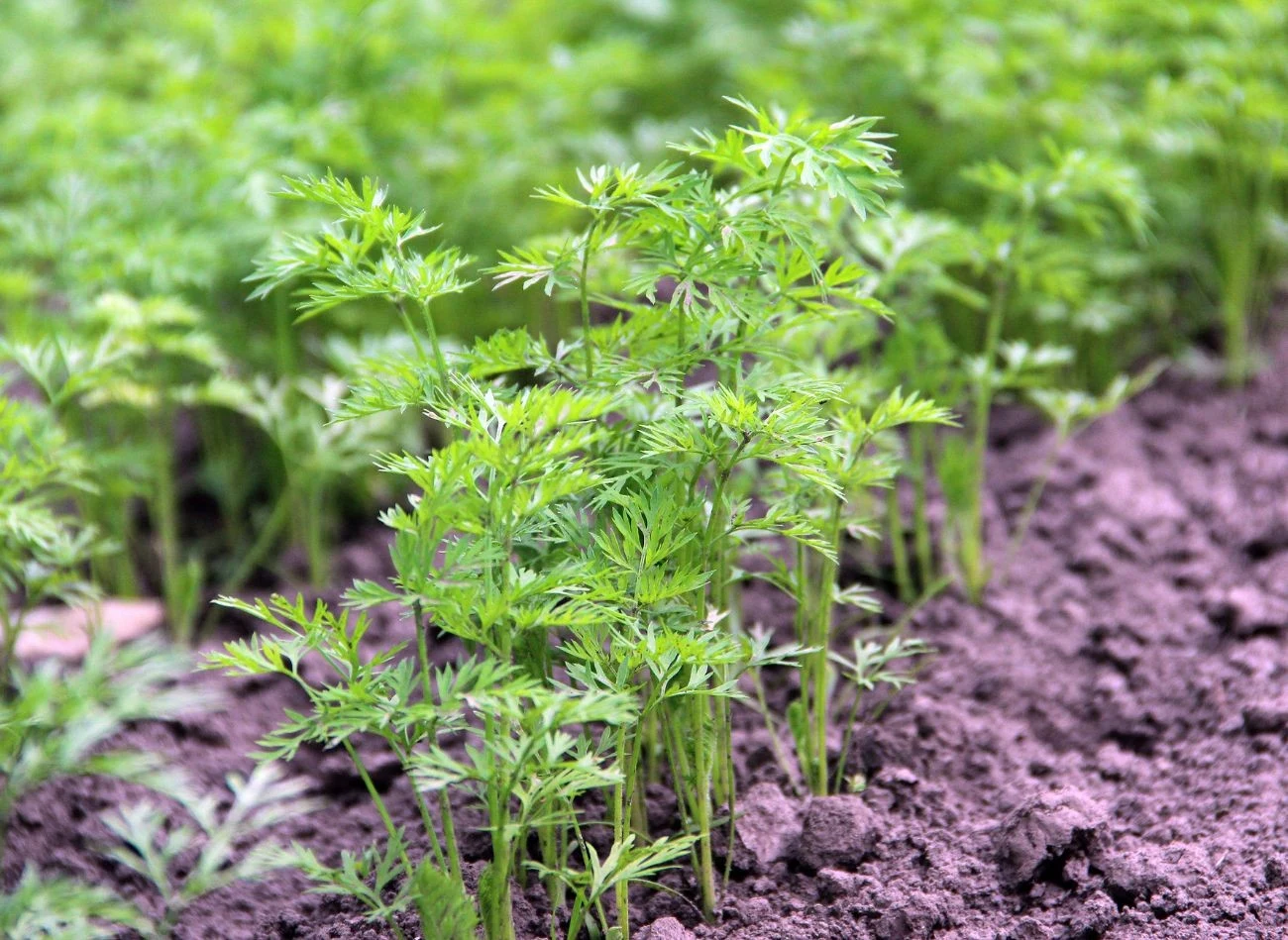 Wybór odmiany marchewki zależy od tego, do czego ma być przeznaczone warzywo