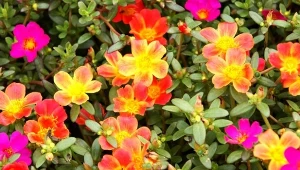 Portulaka grandiflora to uroczy i mało wymagający kwiat, szczególnie polecany poczatkującym ogrodnikom.