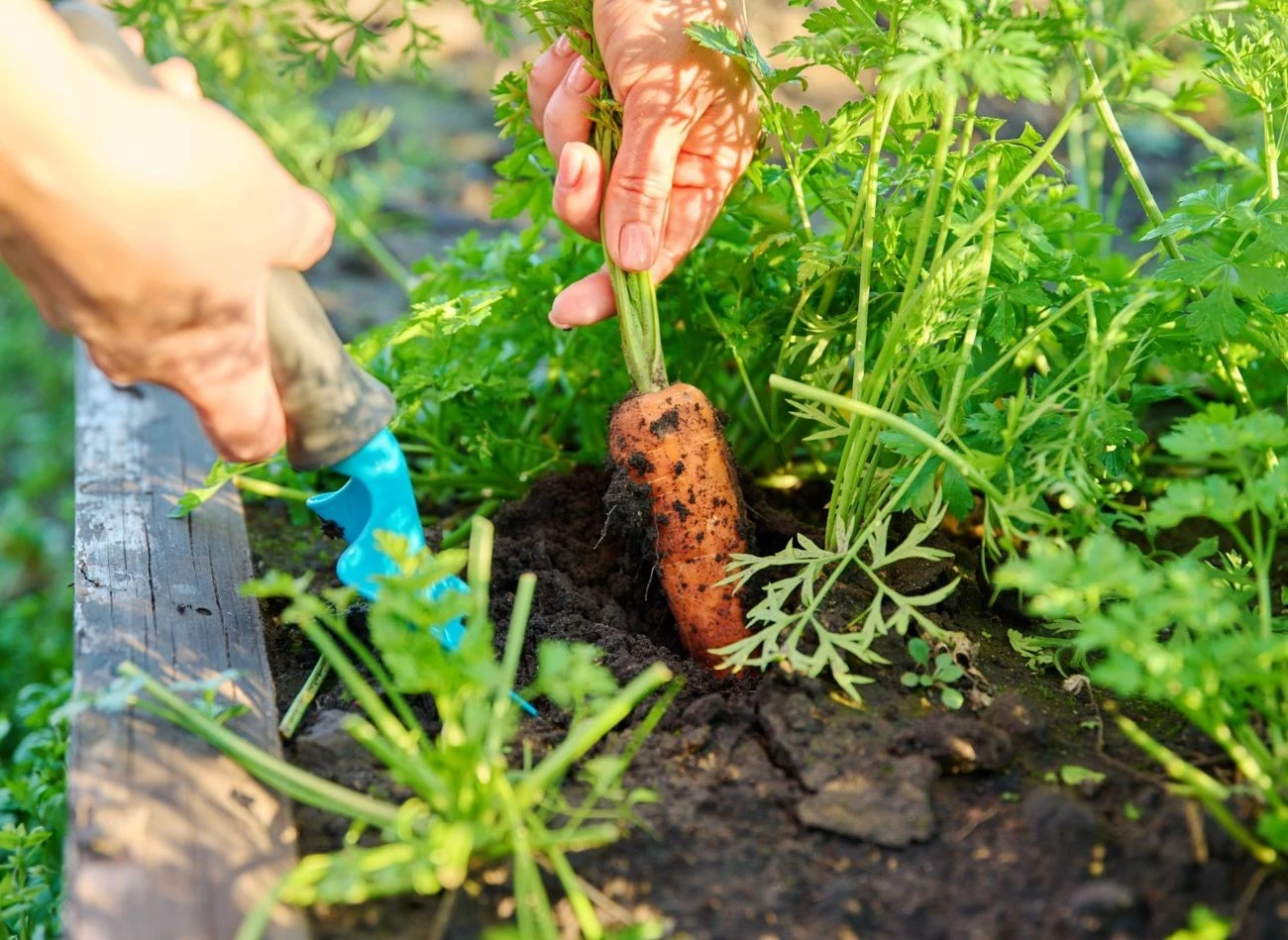 Żeby marchewka rosła w korzeń, a nie w nać, musisz ją odpowiednio wysiać