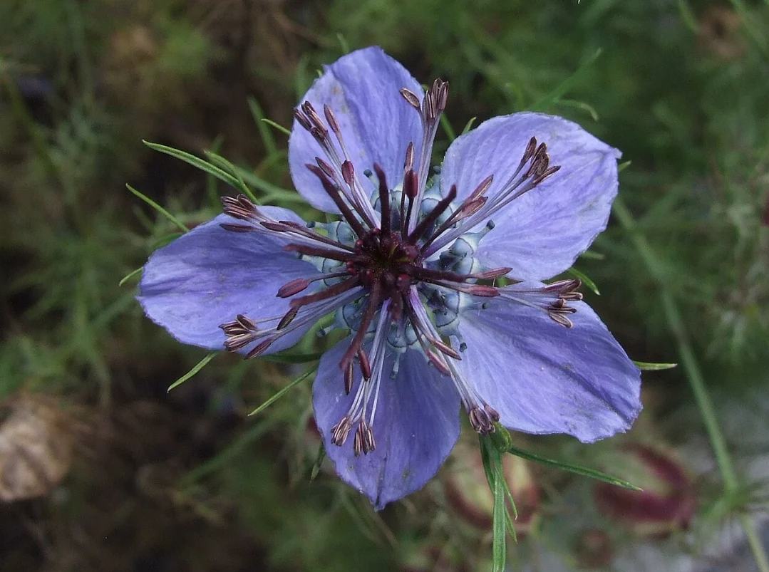 Czarnuszka hiszpańska