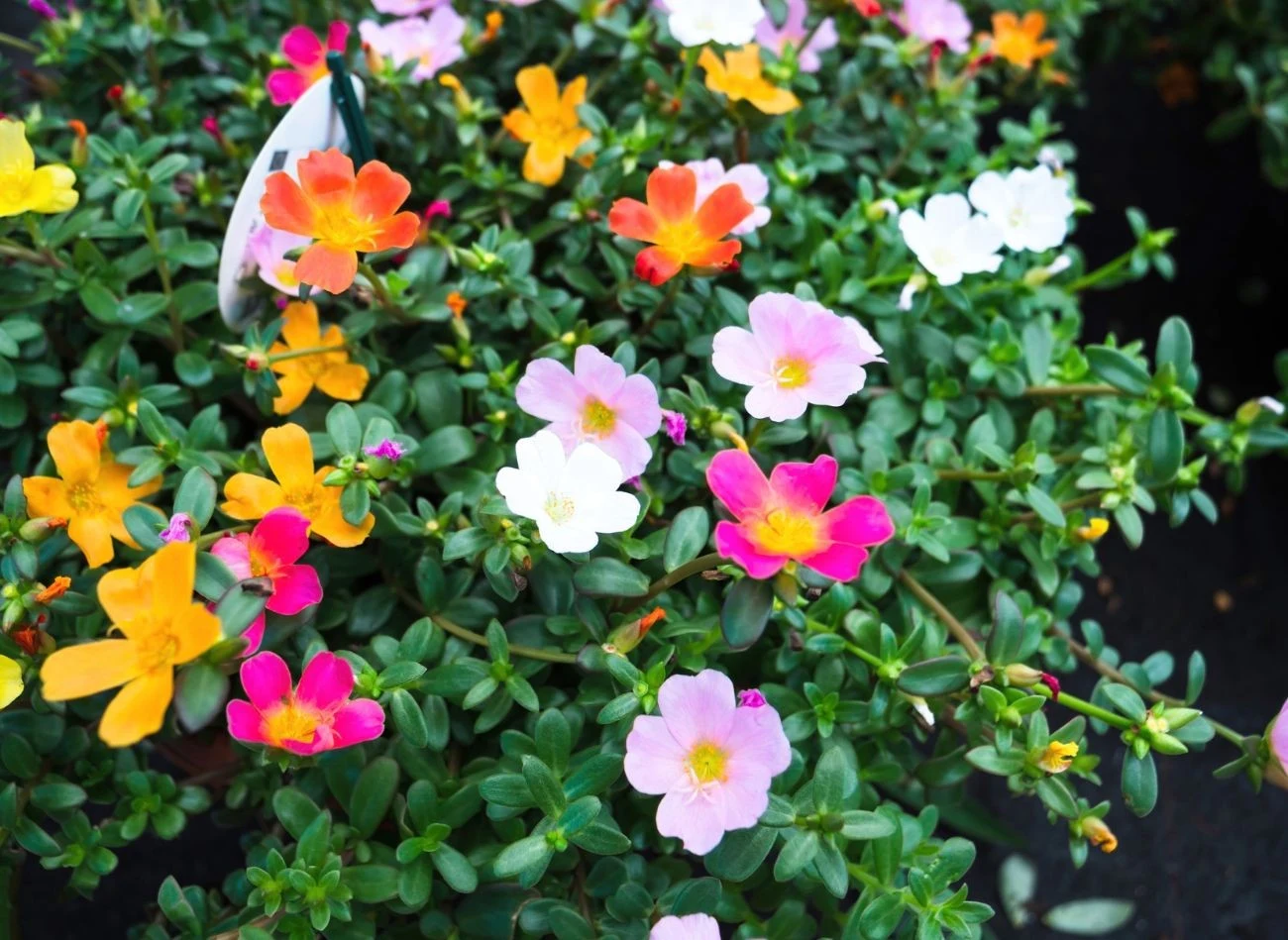 Obok portulaki warto posadzić lawendę lub kocimiętkę