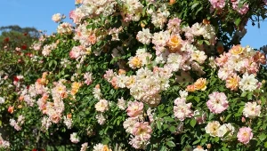 Wysoko pnące róże, które obsypują się kwiatami to genialny sposób na zamaskowanie nieciekawej przestrzeni lub ożywienie ogrodowego krajobrazu bez wyrazu.