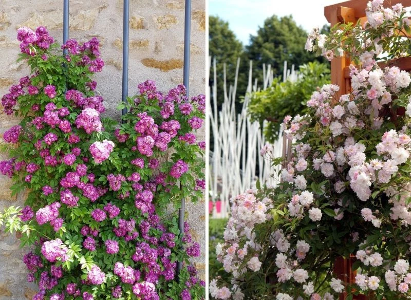 Efektowne kolory ożywią każdą przestrzeń, a gęste pędy, pnące się po stabilnej podstawie, pozwolą tak zagęścić krzew i nadać mu formę maskującą - b...