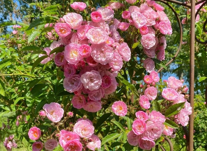 Regularnie i umiejętnie przycinane róże pnące rosną jeszcze szybciej, mają więcej kwiatów i ładniejszy kształt