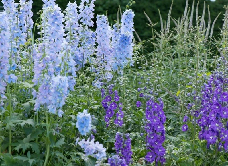 Ostróżki warto rozmnażać z roślin już uprawianych w ogrodzie