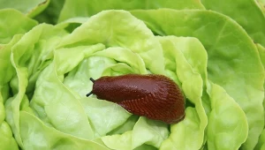 Ślimaki w ogrodzie to koszmar. Czy można się ich pozbyć raz na zawsze?