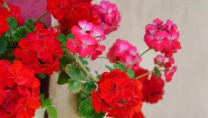 Pelargonie to jedne z najchętniej sadzonych na balkonach i tarasach kwiaty. Jak o nie dbać, by kwitły cały sezon.