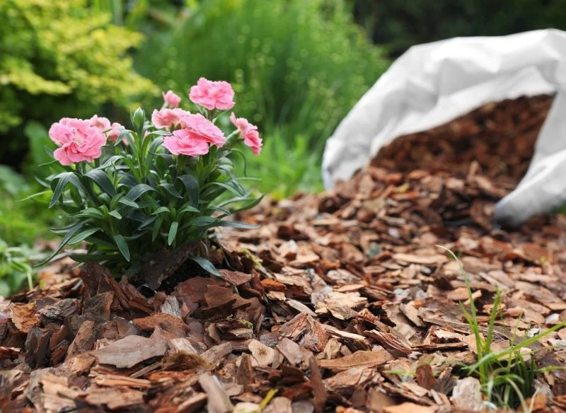 Kora jest dla ślimaków trudną do przekroczenia barierą