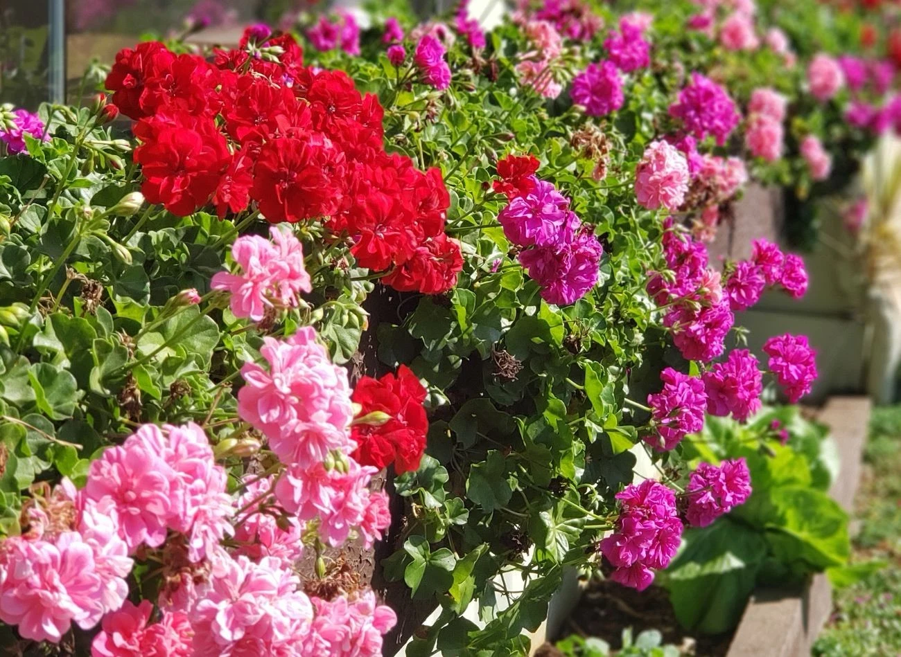 Pelargonie potrzebują regularnej pielęgnacji - podlewania i nawożenia