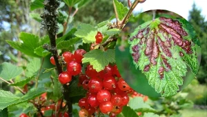 Jak się pozbyć mszyc z porzeczki? Przygotuj wywar ze szczawiu, to proste, tanie i ekologiczne rozwiązanie, które pomoże, gdy zauważysz pierwsze objawy problemu. Fot. AGEphotography/tingeling/CanvaPro