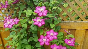 Jak uratować usychające powojniki? Podlej je domową miksturą.