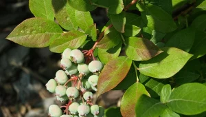 Sprawdź, dlaczego liście borówki amerykańskiej czerwienieją.