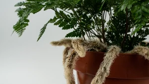 Paproć dawalia to oryginalny kwiat, który z pewnością nie pozostanie niezauważony. Tym bardziej, że wystarczy odrobina kreatywności, by prezentował się jeszcze ciekawej niż w doniczce.