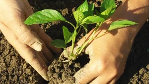 Zanim posadzisz paprykę, a trzeba to zrobić najwcześniej po 15 maja, przygotuj ziemię.