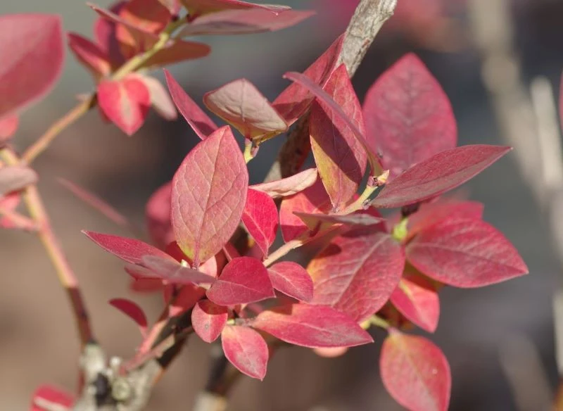 Co zrobić, gdy liście borówki amerykańskiej zmieniły kolor na czerwony, a jeszcze nie nadeszła jesień