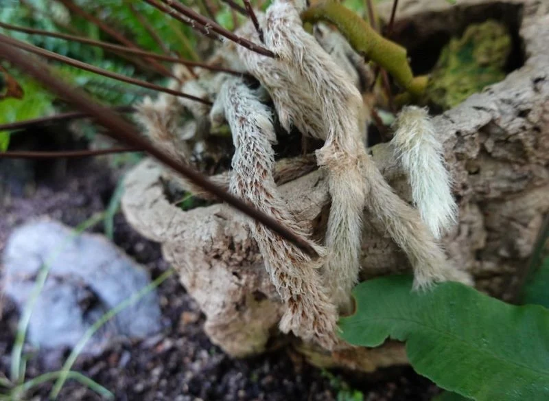 Oglądane z bliska futrzaste kłącza paproci dawalia do złudzenia przypominają odnóża egzotycznego pająka – to fascynuje i budzi szereg skrajnych emocji
