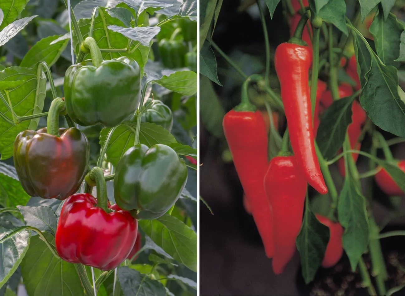 Żeby papryka zdrowo i obficie owocowała, trzeba o to zadbać już podczas sadzenia