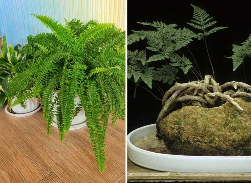 Od zwykłej paproci odróżniają ją nie tylko liście, są ciemniejsze i inaczej uformowane, lecz także pajęcze kłącza, którymi roślina efektywnie pobie...