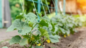 Ogórki siejemy lub sadzimy do gruntu po 15 maja. Ale to nie jedyna ważna zasada w ich uprawie.