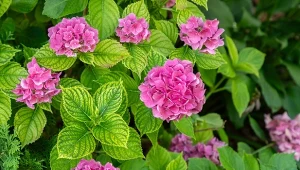 Kolor hortensji można zmienić na intensywnie różowy lub niebieski. Wystarczy odpowiednie nawożenie.