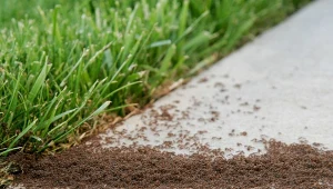 Jak pielęgnować trawnik, by nie było na nim mrówek?