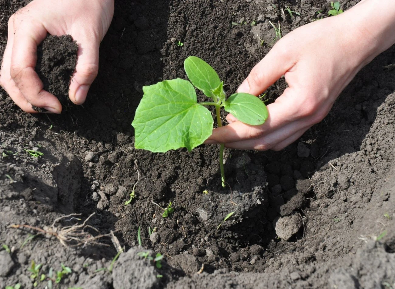 Ogórki można wysiać lub posadzić w gruncie