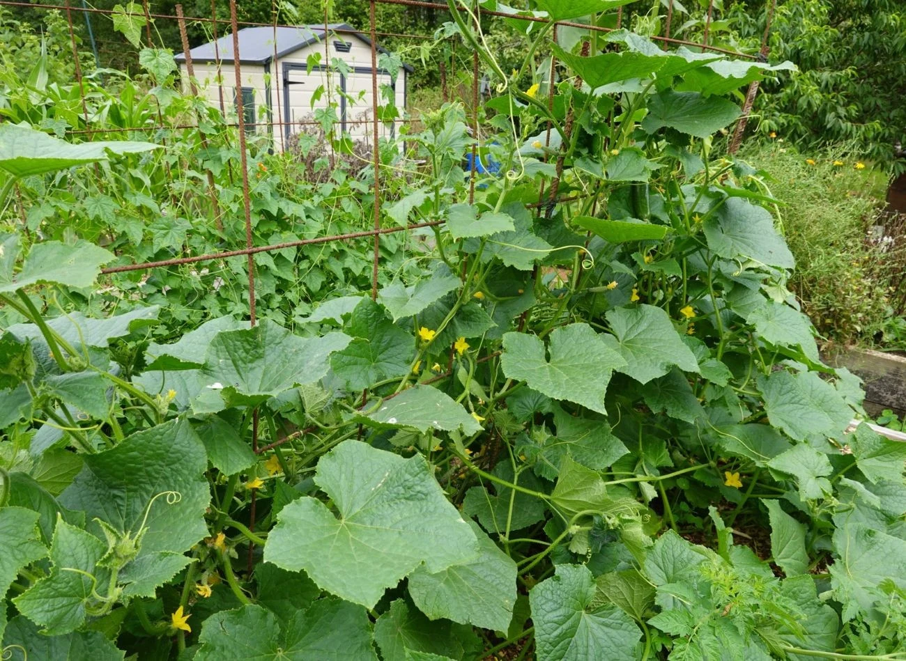 Po posadzeniu ogórki wymagają odpowiedniej pielęgnacji