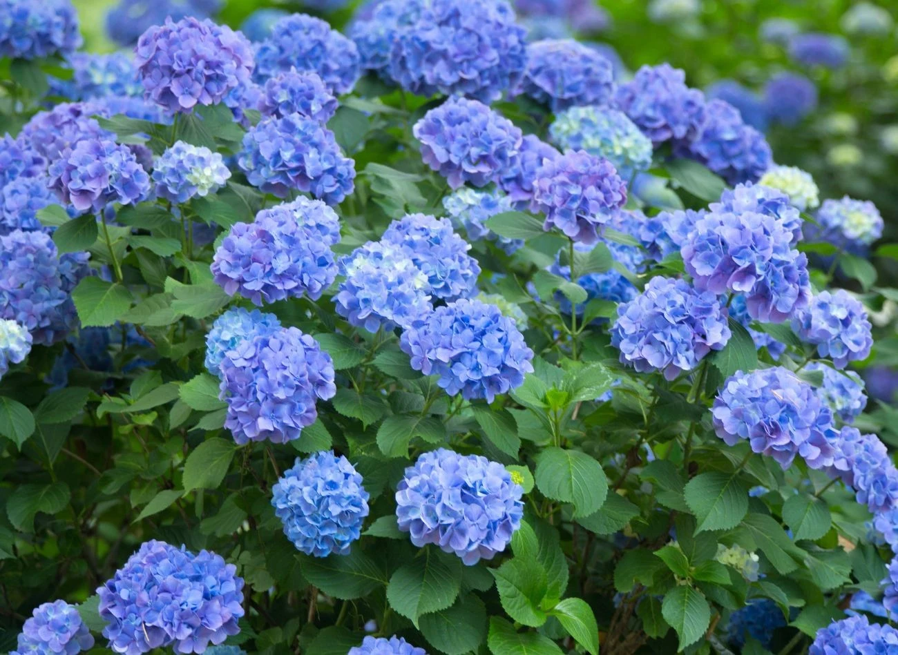 Co zrobić, żeby hortensje miały intensywnie niebieski kolor