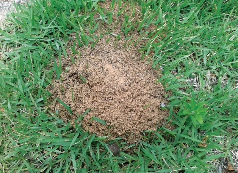Odpowiednia pielęgnacja trawnika sprawia, że mrówki niechętnie na nim przebywają