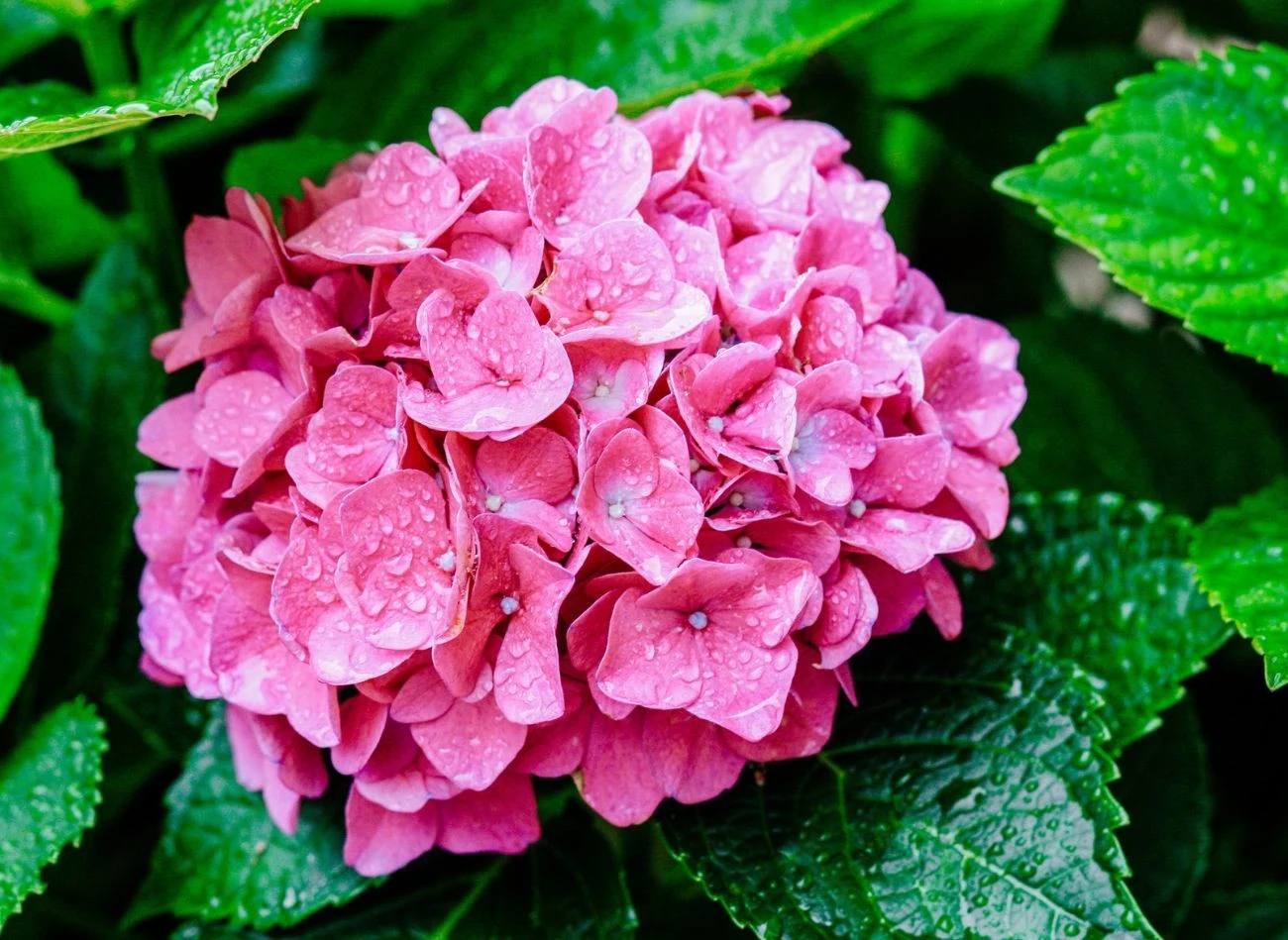 Z pomocą nawozu z wapniem można sprawić, że hortensja przybierze intensywnie niebieski kolor