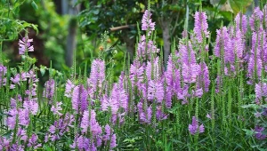 Rośliny ekspansywne w ogrodzie to w wielu przypadkach powszechnie lubiane kwiaty i krzewy. Pięknie kwitną, dają owoce, wszystko jest dobrze, dopóki się nie rozkrzewią.