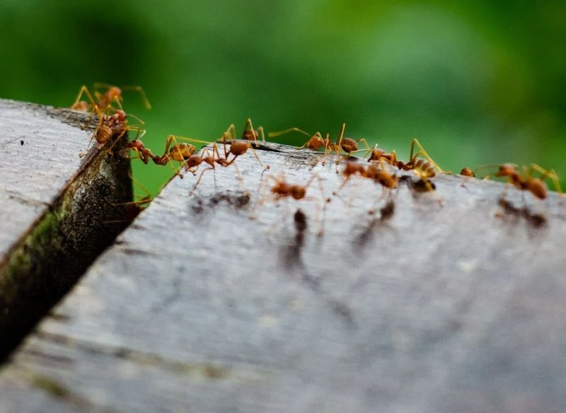 Mrówki to pożyteczne stworzenia, nie powinniśmy ich zabijać