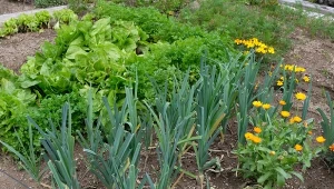 Uprawa towarzysząca w warzywniku ma duże znaczenie dla zbiorów - jeśli rośliny naprawdę się "lubią", będą wspierać się wzajemnie, a ty zbierzesz więcej smacznych owoców i liści.