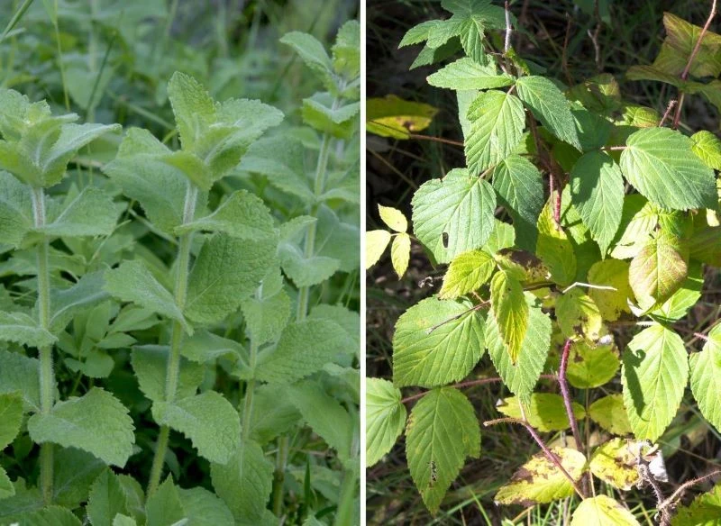 Mięta i niektóre odmiany maliny również potrafią dać się we znaki w ogrodzie, rosną, gdzie chcą i rozprzestrzeniają się w takim tempie, że trudno j...