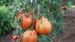 Głębokość sadzenia pomidorów ma wpływ na powodzenie uprawy.