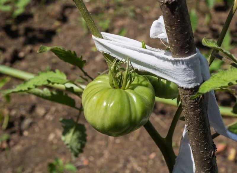 Pomidory możemy sadzić na dwa sposoby