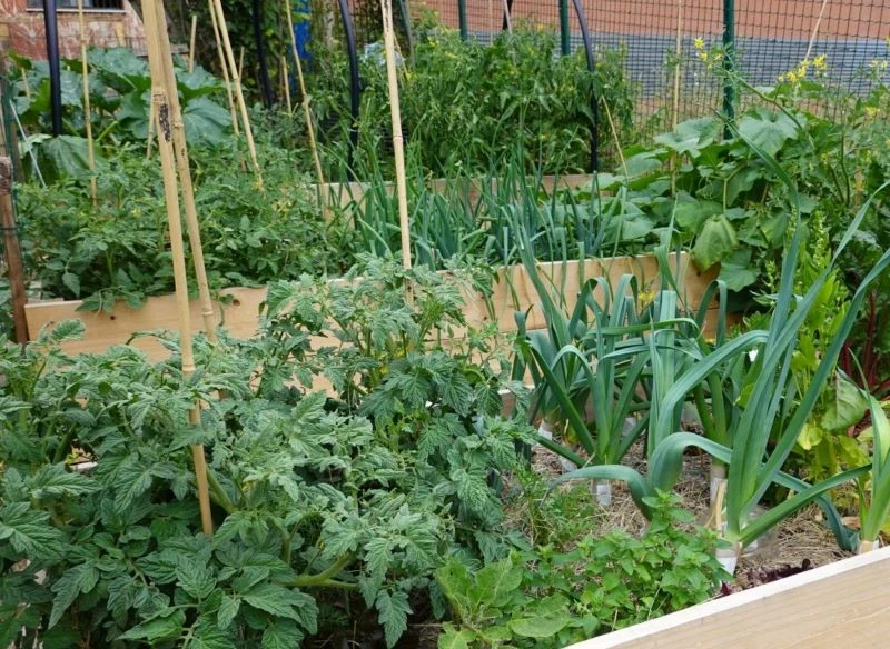 Wiele gatunków świetnie się czuje w swoim towarzystwie, nie konkurują o składniki odżywcze czy wodę, za to regulują nadmiary związków chemicznych, ...