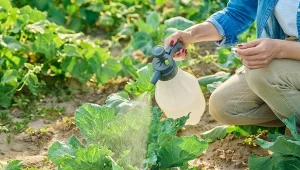 Likwiduje szkodniki i leczy rany na roślinach. Jak wykorzystać kurkumę do kwiatów w domu i ogrodzie